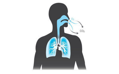Fungsi Paru-Paru, Struktur, & Cara Kerja dalam Sistem Pernapasan
